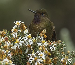 <span class="mw-page-title-main">Violet-throated metaltail</span> Species of hummingbird