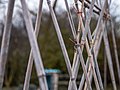 * Nomination Detail shot of beanpoles at the Olarizu Allotments. Vitoria-Gasteiz, Basque Country, Spain --Basotxerri 17:32, 13 January 2018 (UTC) * Promotion Good quality. --XRay 19:07, 13 January 2018 (UTC)