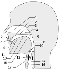 VocalTract withNumbers.svg