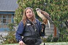 Ferruginous hawk (Buteo regalis) with keeper. WPZ Buteo regalis 12.jpg