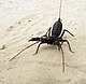 Whip scorpion.jpg