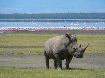 Hippopotamus, Masai Mara, Kenya скачать