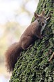Wiewiórka w Parku Bednarskiego w Krakowie, 20201025 0935 4552.jpg