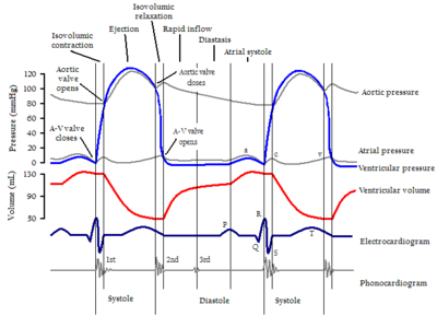 Cardiac cycle - Wikipedia