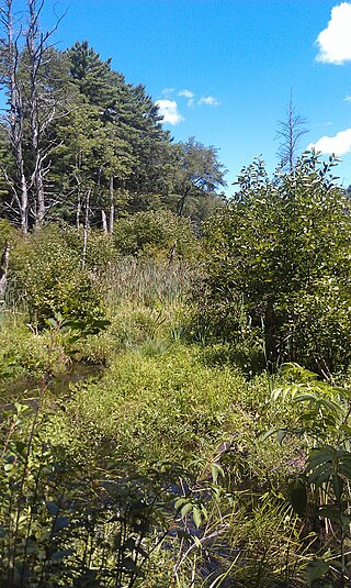 <span class="mw-page-title-main">Willowdale State Forest</span>