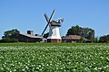 * Nomination Windmill in Eyendorf, Lk. Harburg, Lower Saxony --M. Krafft 13:29, 8 September 2015 (UTC) * Promotion Good quality. --Hubertl 15:35, 8 September 2015 (UTC)