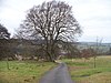 Harika manzara, harika ağaç. - geograph.org.uk - 1701730.jpg