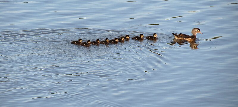 File:Wood Duck female with ducklings - Flickr - treegrow.jpg