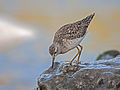 * Nomination Wood sandpiper --Artemy Voikhansky 18:18, 26 April 2015 (UTC) This is a very good photo of a sand piper. Excellent pose! However, I would like some location information on the file page before I promote. -- Slaunger 19:05, 26 April 2015 (UTC) Added geolocation data Artemy Voikhansky 20:14, 26 April 2015 (UTC) * Promotion Good quality. --Slaunger 20:27, 26 April 2015 (UTC)