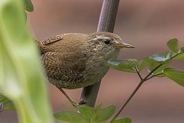 Wren Troglodytes troglodytes