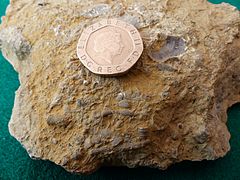 Fossiles des fonds marins du Silurien collectés dans la réserve naturelle de Wren's Nest, Dudley UK