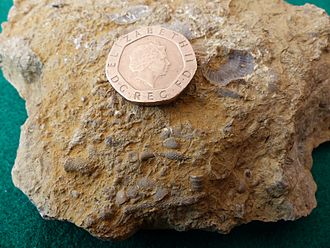 Silurian sea bed fossils collected from Wren's Nest Nature Reserve, Dudley UK. June 2014. Wrens Nest Fossils 3.jpg