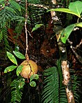 Xylocarpus granatum.jpg