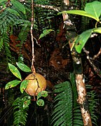 Xylocarpus granatum (Cannonball Mangrove)