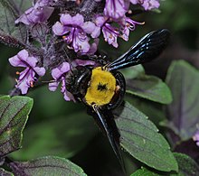 Female foraging on basil. Note symbiotic mite on its back. Xylocopa pubescens female with mite 1.JPG