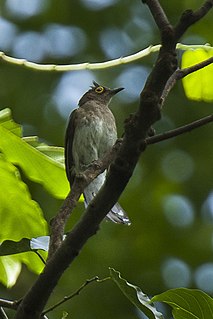 Yellow-wattled bulbul Species of bird