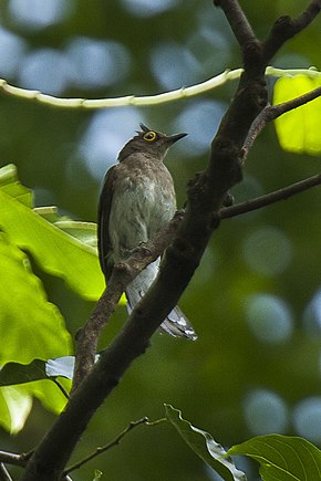 A Sárgacsőrű Bulbul - Fülöp-szigetek H8O8980 (16431894223) .jpg képének leírása.