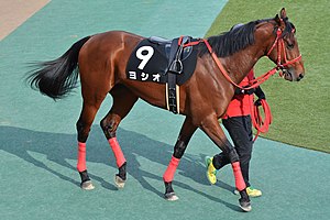 競走馬ヨシオ