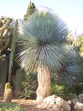 Descrizione dell'immagine Yucca_rostrata.jpg.