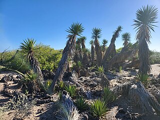 <i>Yucca valida</i> Species of flowering plant