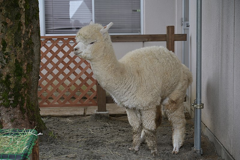 File:Yukyuzan Mini-Zoo - Alpacas 04.jpg