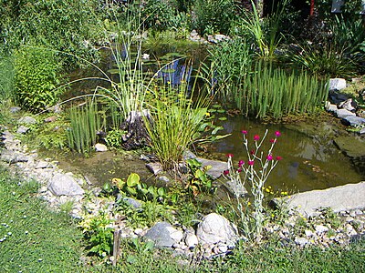 Garden pond