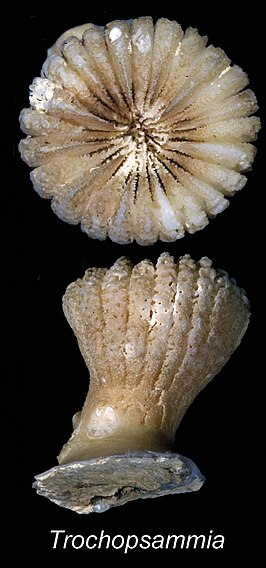 Trochopsammia infundibulum