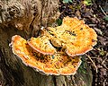 * Nomination Laetiporus sulphureus. Location, Stuttebosch in the lime valley. Friesland province. --Agnes Monkelbaan 04:31, 15 October 2020 (UTC) * Promotion  Support Good quality -- Johann Jaritz 05:17, 15 October 2020 (UTC)