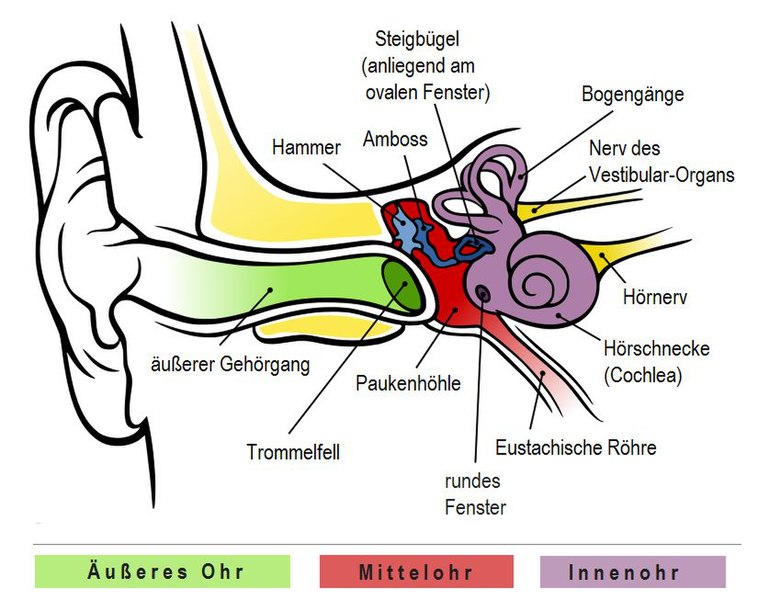 Anatomie des Gehörs