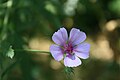 * Nomination: Malva flower in Tashkent botanical garden. Tashkent, Uzbekistan. By User:Humoyun Mehridinov --Красный 00:16, 27 July 2024 (UTC) * * Review needed