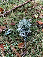 The site is prized for its abundant lichen.