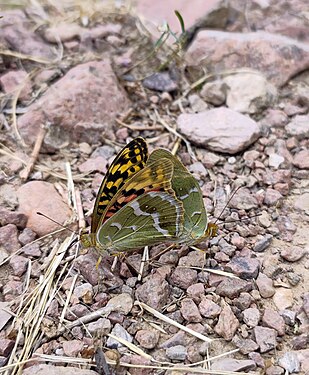 98. Ugom Chatkal State National Natural Park author - 26D