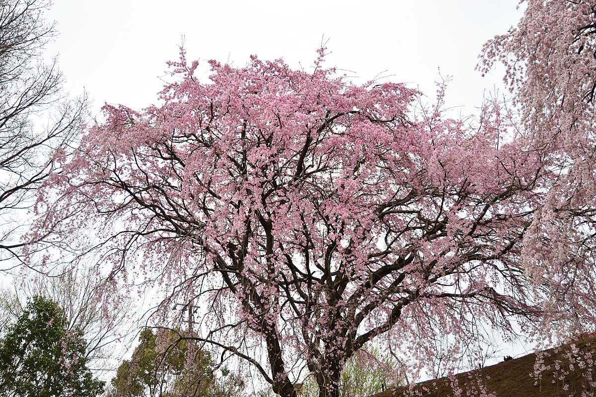 ファイル 三春の滝桜 子孫樹 香川県園芸総合センター Jpg Wikipedia