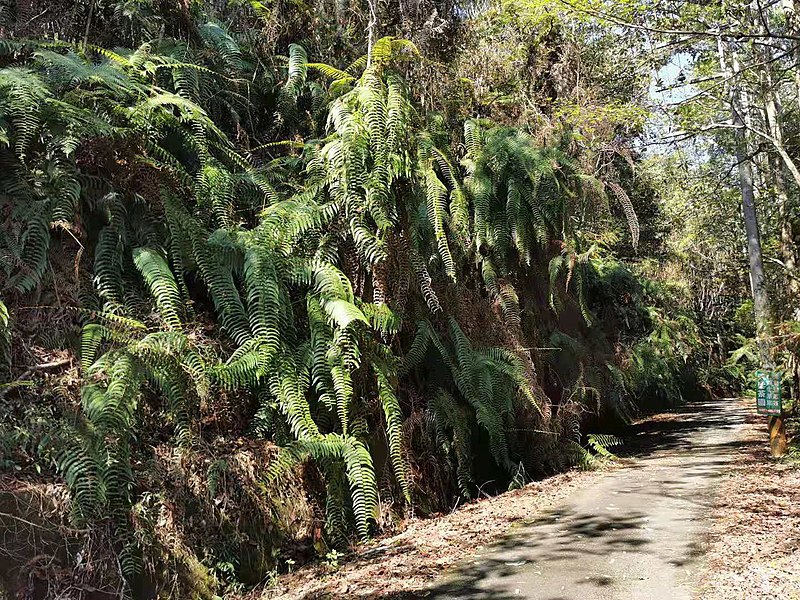 File:蕨類-南投魚池金龍山 Fern-Jinlongshan, Yuchi, Nantou 20220216205559 04.jpg