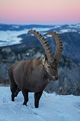 Wild Alpine Ibex and Mont Racine at Creux du Van with snow and sunset colors Licensing: CC-BY-SA-4.0