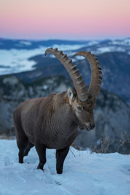 Ibexes are superb climbers.