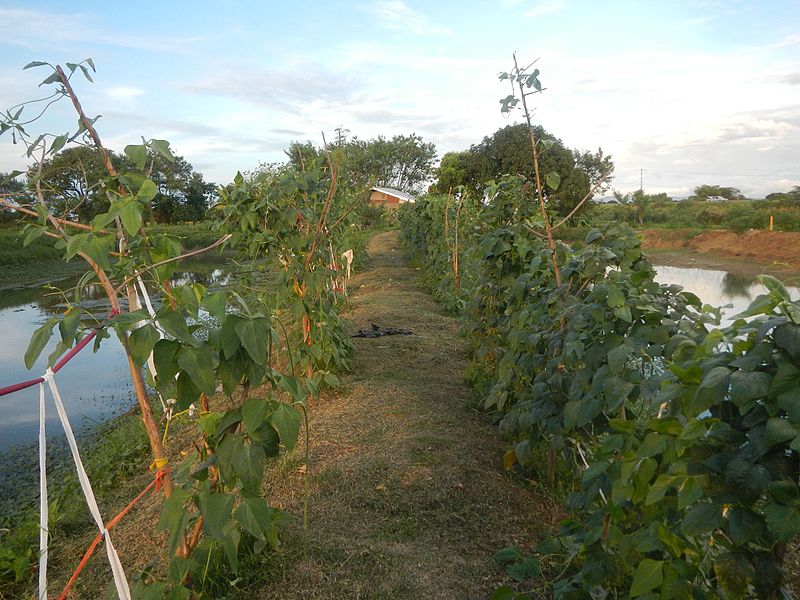 File:0076jfPaddy fields grasslands trees fishponds irrigation Sakdalan San Jose Plaridelfvf 11.jpg