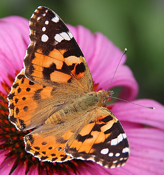 File:0 Belle-dame (Vanessa cardui) - Echinacea purpurea - Havré (3) (cropped).jpg