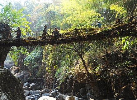 A living root bridge near the village of Kongthong undergoing repairs. The local War Khasis in the photo are using the young, pliable aerial roots of a fig tree to create a new railing for the bridge. 10 Shnongpdei 1.JPG