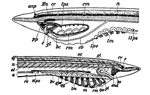 Thumbnail for File:1911 Britannica - Pelagic larvae of A. lanceolatus.png