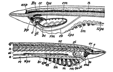 頭索動物 Wikipedia