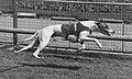 1979 greyhound of the year Desert Pilot.jpg