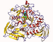 Modello tridimensionale dell'enzima