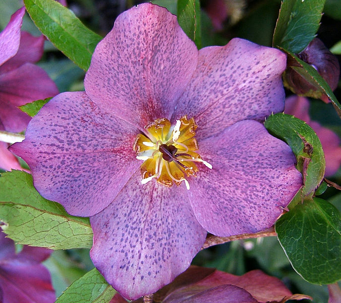 File:2007-02-15Helleborus03.jpg