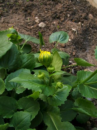 Emerging flower buds 2007-03-28Doronicum orientale04.jpg