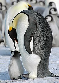 Pinguin imperial Aptenodytes forsteri