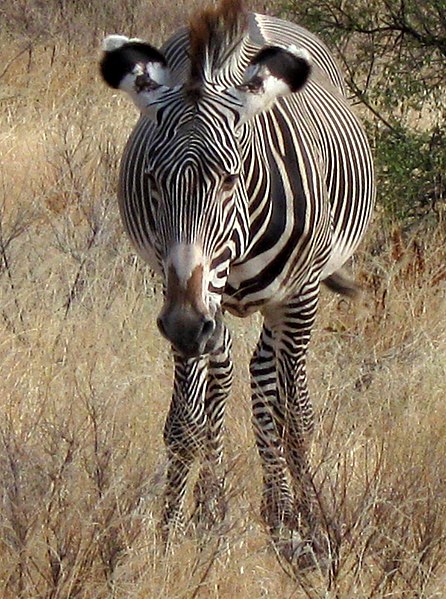 File:200812 kenya-17 (3213877478).jpg