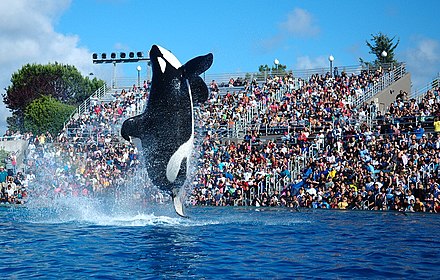 Shamu in 2009, with a collapsed dorsal fin.