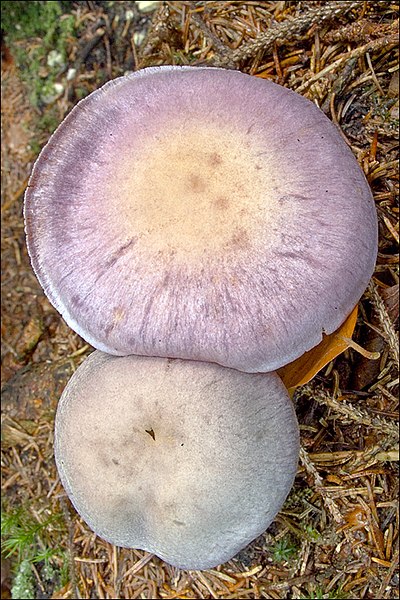 File:2010-10-06 Cortinarius camphoratus (Fr.) Fr 114076.jpg