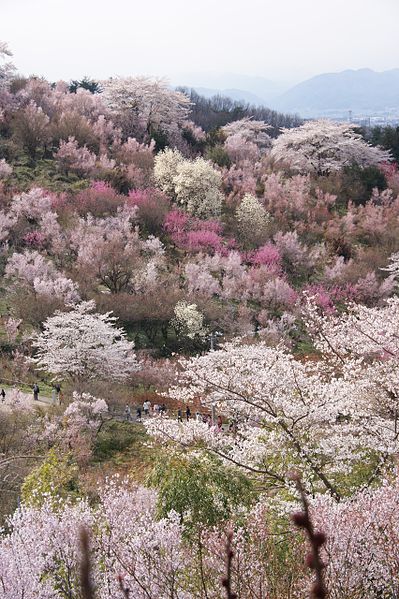 File:20100418花見山百花繚乱.jpg